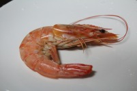 shrimp-489648_640