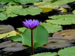 WaterLily5